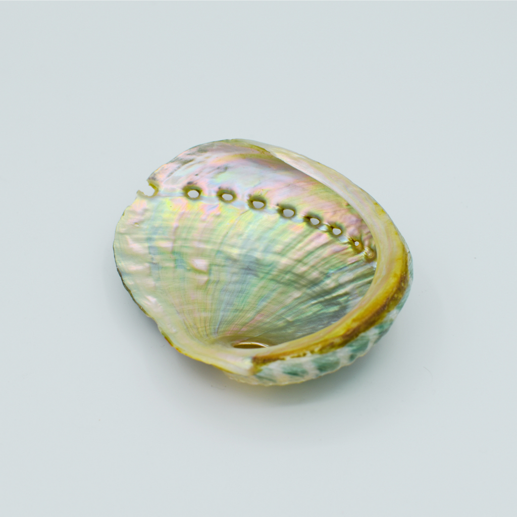 Abalone Shell