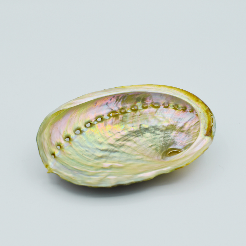 Abalone Shell