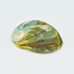 Abalone Shell