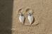 Silver White Shell Angel Wings Drop Earrings