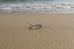 Silver Studded Wave Ring size 10